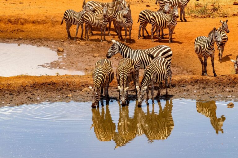 Safari w Kenii