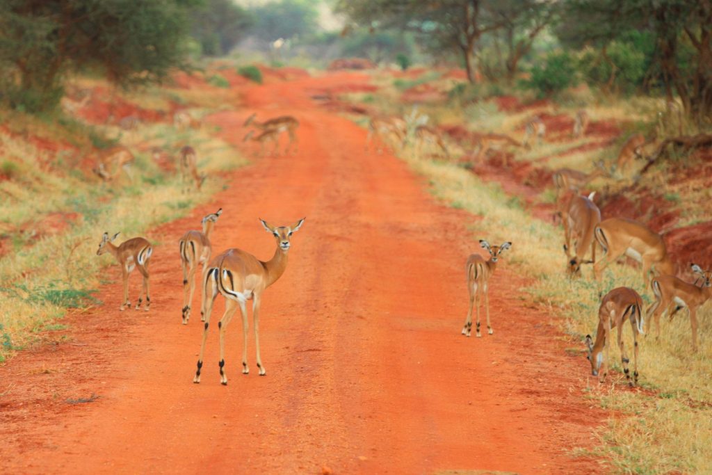Safari w Kenii