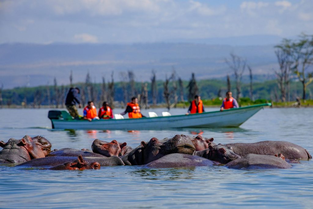 Hipopotamy, Jezioro Naivasha w Kenii